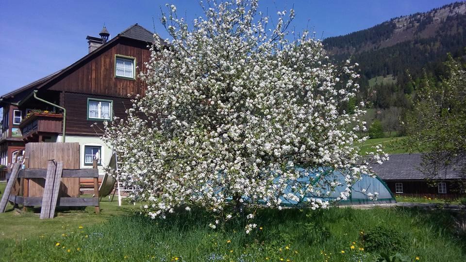 Bunzbauernhof Villa Bad Mitterndorf Luaran gambar